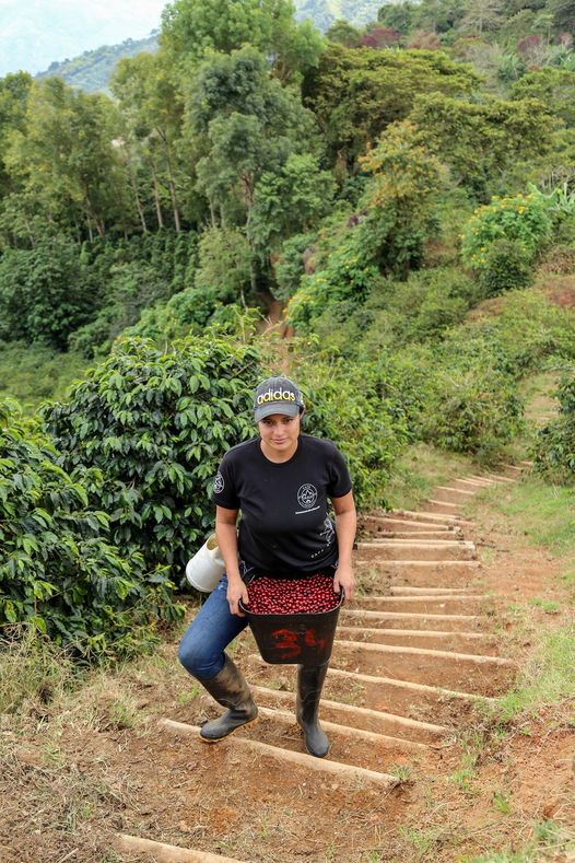 Photo of New! Cerro Azul Geisha
