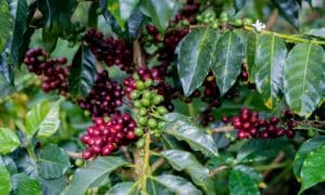 coffee from peru