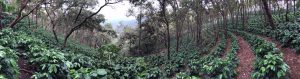 Pacamara coffee