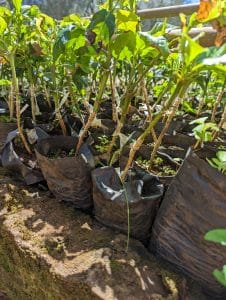 best kenya coffee