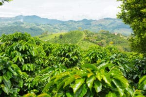 specialty decaf