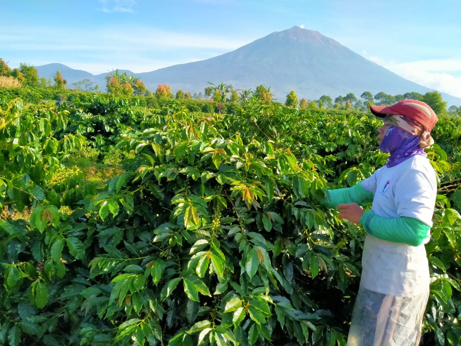 Indonesia coffee