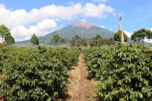 Sumatra coffee