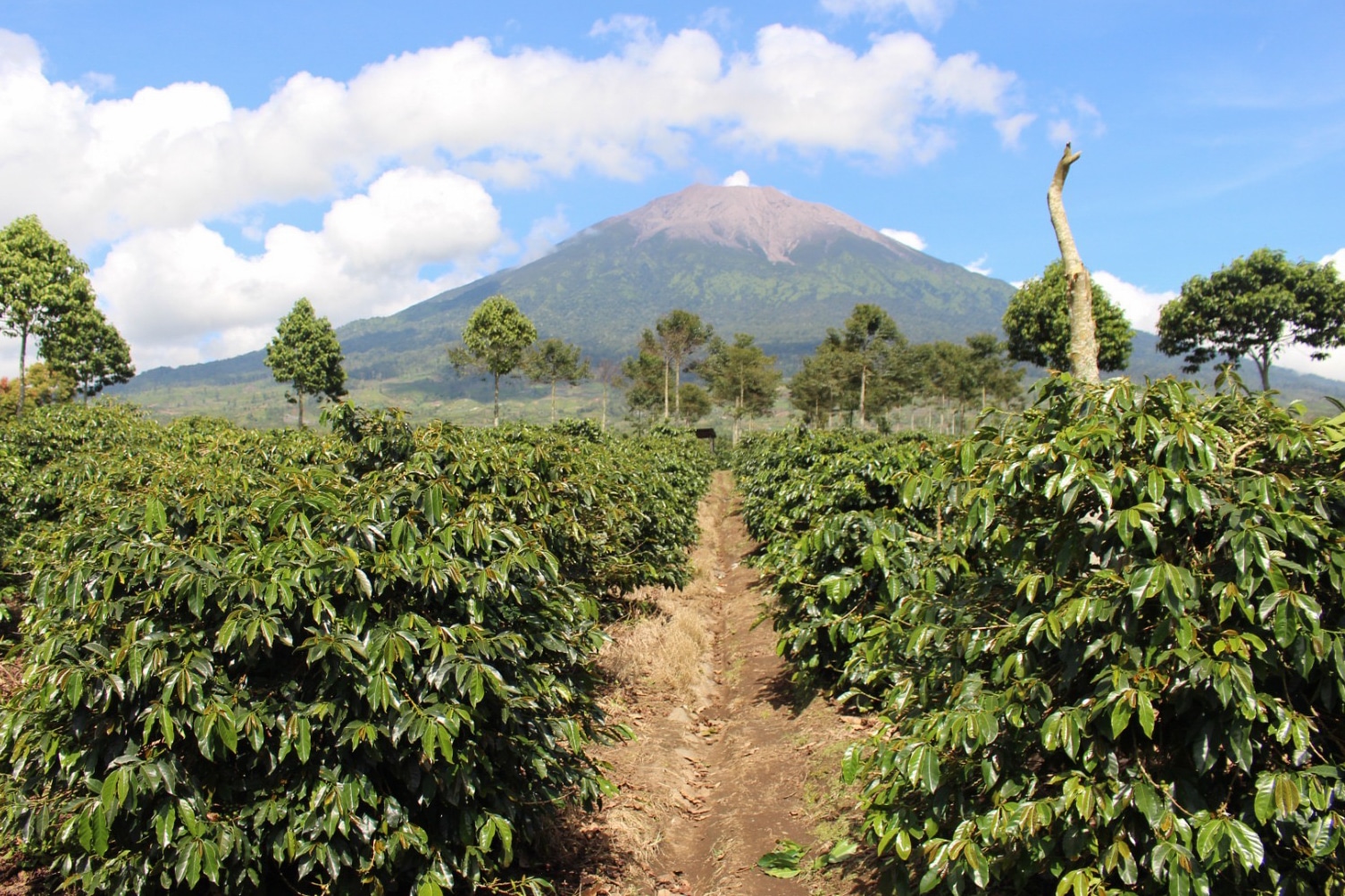 Sumatra coffee